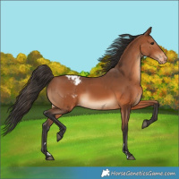Horse Color:Bay Appaloosa 
