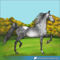 Horse Color:Gray Black Snowflake Varnish