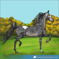 Horse Color:Gray Black Appaloosa 