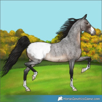Horse Color:Gray Brown Roan Appaloosa 