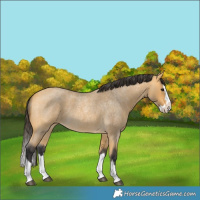 Horse Color:Buckskin Roan Splash 