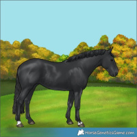 Horse Color:Black Rabicano 