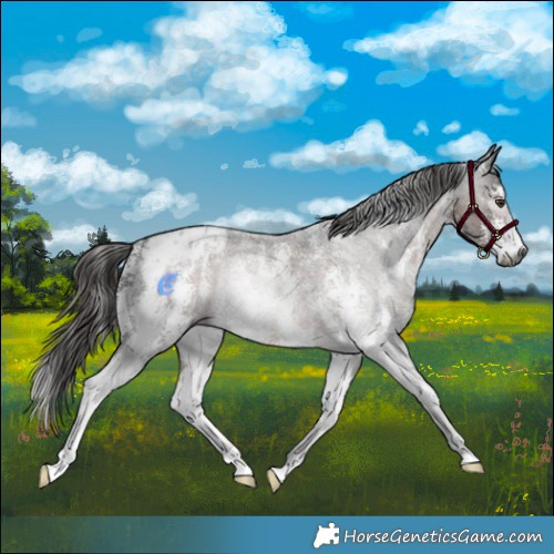 Horse Color:Gray Liver Red Roan Sabino Appaloosa Rabicano