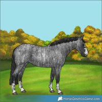Horse Color:Blue Roan and Blue Roan