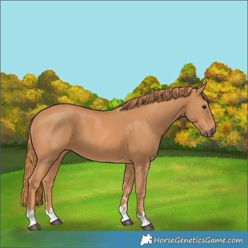 Horse Color:Chestnut 