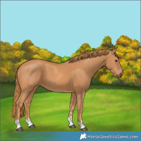 Horse Color:Chestnut 