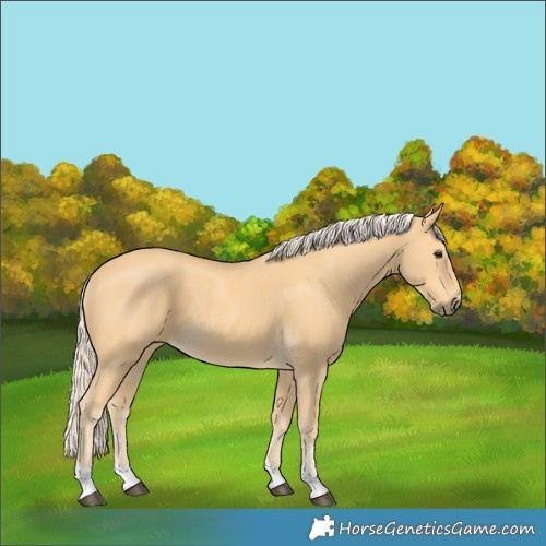 Horse Color:Palomino 