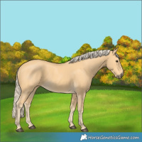 Horse Color:Palomino