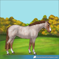 Horse Color:Red Roan 