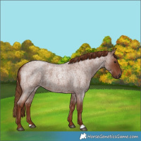Horse Color:Red Roan 