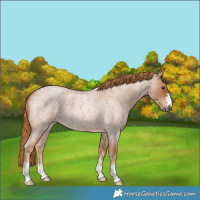 Horse Color:Red Roan 