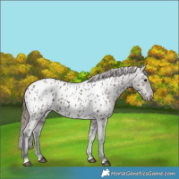 Horse Color:Grullo Near Leopard 
