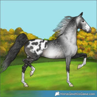 Horse Color:Gray Black Appaloosa