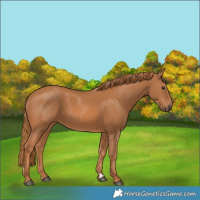 Horse Color:Chestnut 