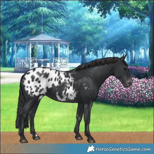 Horse Color:Black Blanket 