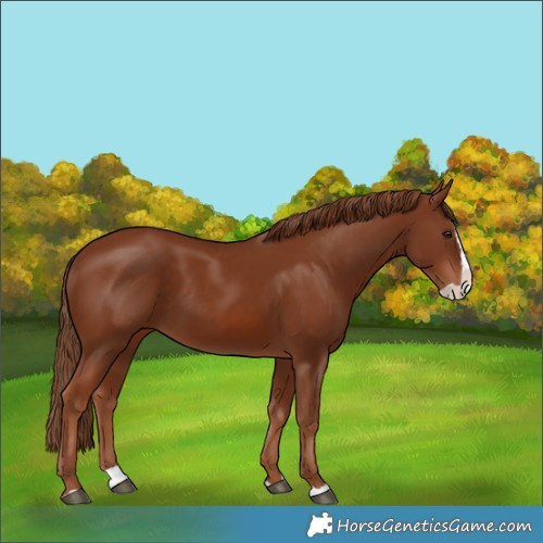 Horse Color:Chestnut Splash 