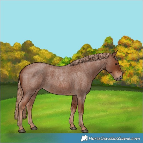 Horse Color:Red Roan 