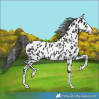 Horse Color:Black Near Leopard Rabicano