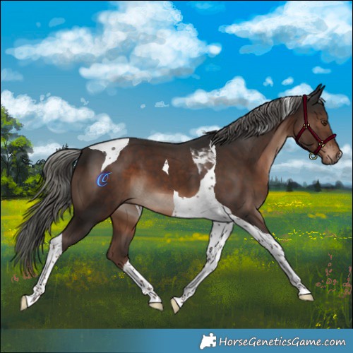 Horse Color:Liver Chestnut Mushroom Tobiano 