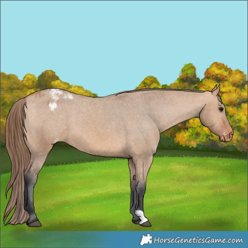 Horse Color:Bay Dun Appaloosa