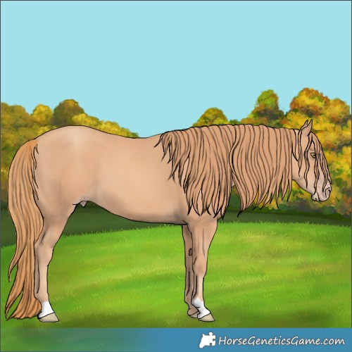 Horse Color:Gold Champagne 