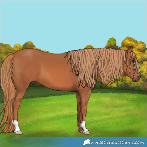 Horse Color:Chestnut 