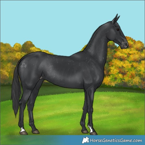 Horse Color:Black Appaloosa Rabicano