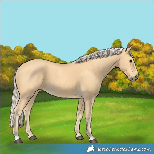 Horse Color:Palomino 