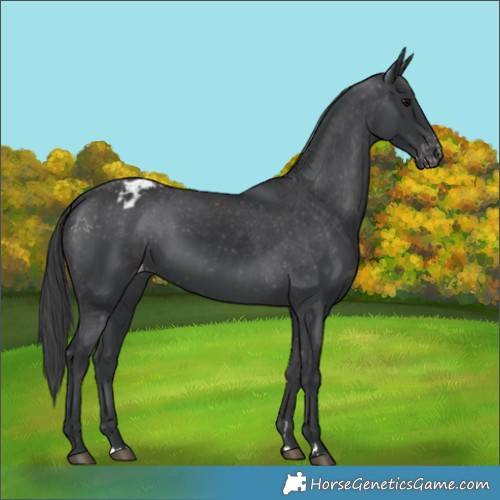 Horse Color:Black Appaloosa Rabicano