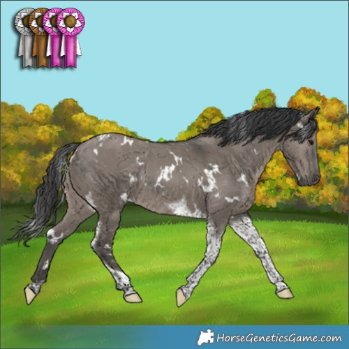 Horse Color:White Spotted Grullo Tobiano Rabicano 