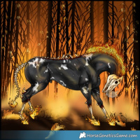 Horse Color:White Spotted Black Appaloosa