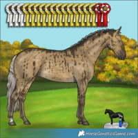 Horse Color:Silver Buckskin Dun Rabicano Brindle