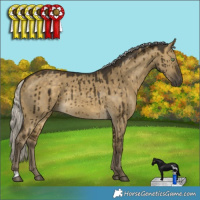 Horse Color:Silver Buckskin Dun Rabicano Brindle
