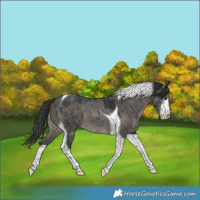 Horse Color:White Spotted Grullo Tobiano Rabicano Brindle 