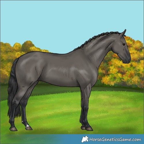 Horse Color:Grullo Rabicano 