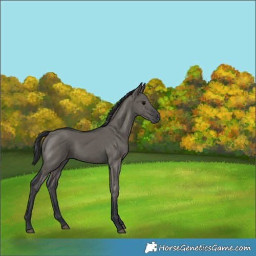 Horse Color:Grullo Rabicano 