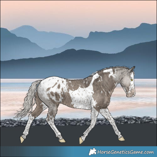 Horse Color:White Spotted Silver Grullo Splash Tobiano Appaloosa Brindle 