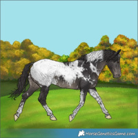 Horse Color:White Spotted Smoky Black Tobiano Appaloosa