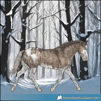 Horse Color:Silver Smoky Grullo Appaloosa Brindle  and Silver Grullo Splash Appaloosa Brindle 