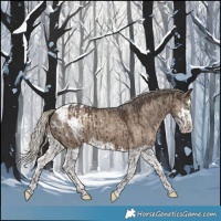 Horse Color:Silver Smoky Grullo Appaloosa Brindle and Silver Grullo Splash Appaloosa Brindle