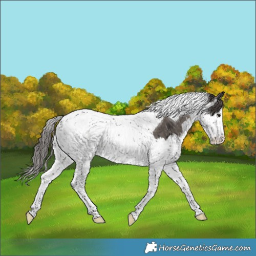 Horse Color:Smoky Grullo Splash Tobiano Appaloosa Brindle