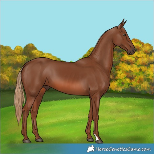 Horse Color:Chestnut 