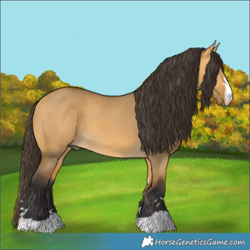 Horse Color:Buckskin Dun 