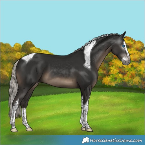 Horse Color:Gray Silver Black Splash Tobiano 
