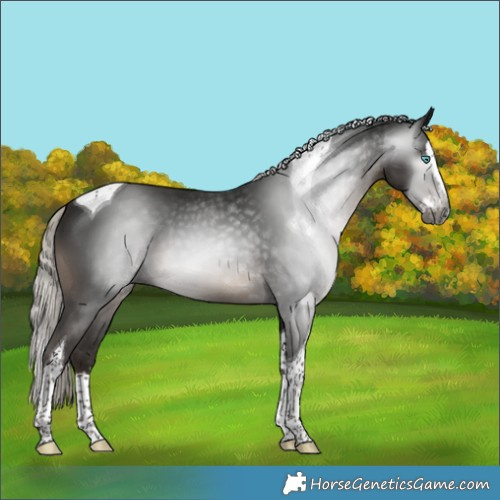 Horse Color:Gray Silver Black Splash Tobiano 