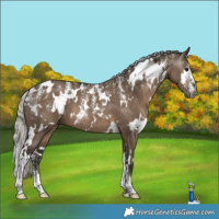 Horse Color:Powder White Gray White Spotted Silver Grullo