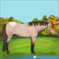 Horse Color:Bay Roan Appaloosa 