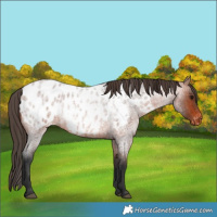 Horse Color:Bay Roan Appaloosa