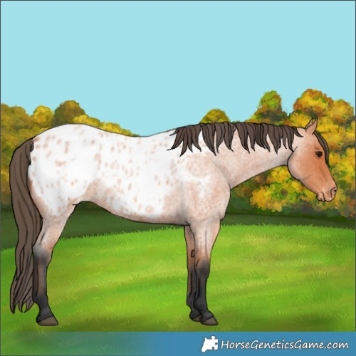 Horse Color:Bay Roan Appaloosa