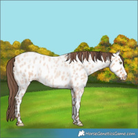 Horse Color:Amber Champagne Roan Leopard